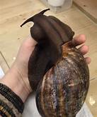 Where to Get a Pet Snail