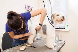 What Do Pet Groomers Do?