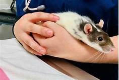 Where to Buy Pet Rats Near Me: A Comprehensive Guide