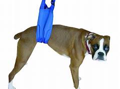 What Is a Pet Lift in Plastic Surgery?