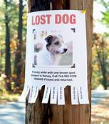 What to Do If You Find a Lost Pet