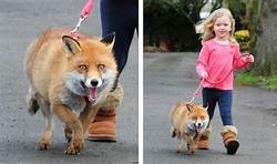 Where to Buy a Pet Fox