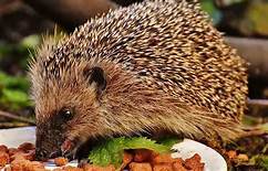 What Do Hedgehogs Eat as Pets?