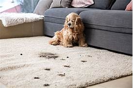 What is Pet Carpet?