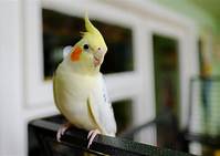 Where to Buy Pet Birds