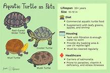 What Does a Pet Turtle Need?