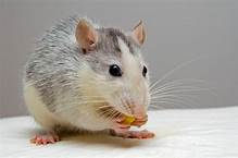 What Can Pet Mice Eat?