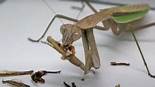 What to Feed a Pet Praying Mantis