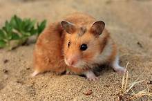 Where Do Hamsters Come From Before the Pet Store?