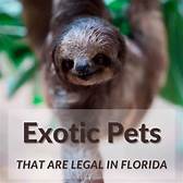 Exotic Pets Allowed in Florida