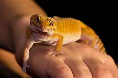 What Lizard Makes a Good Pet?