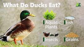 What Do You Feed Pet Ducks?