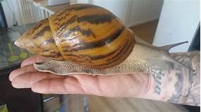 Where Can I Buy a Pet Snail?